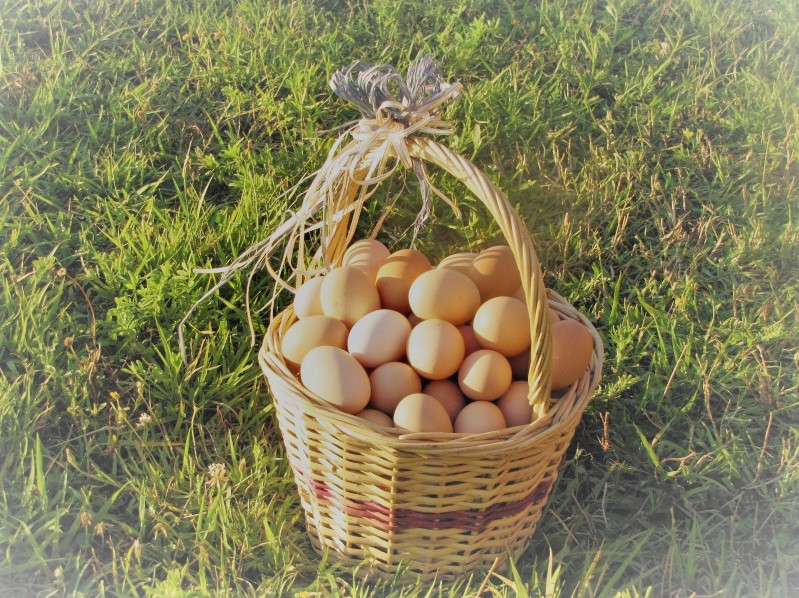 Ventajas de consumir huevos de gallinas criadas libremente